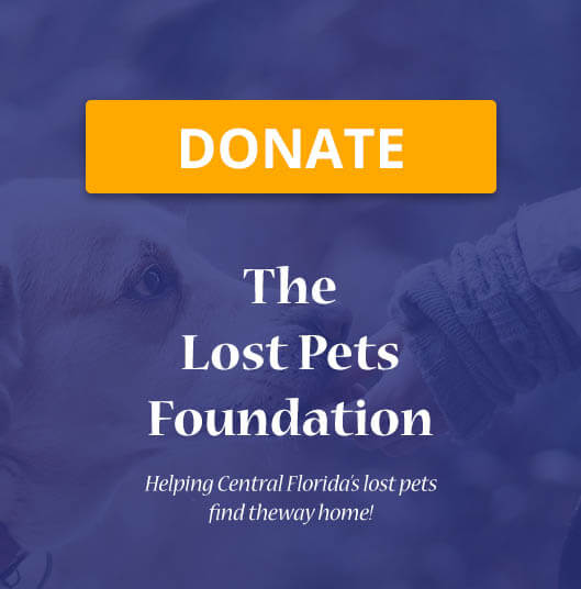 Know more about The Lost Pets Foundation